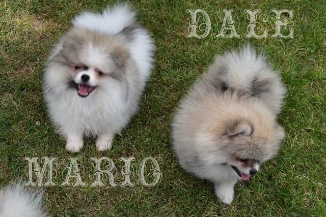 Pomeranian Puppies media 10