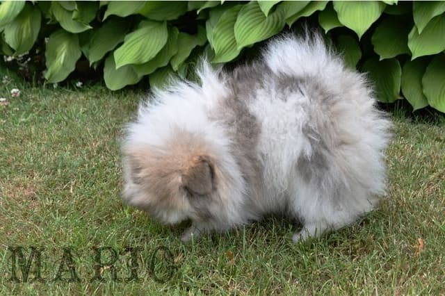 Pomeranian Puppies media 11