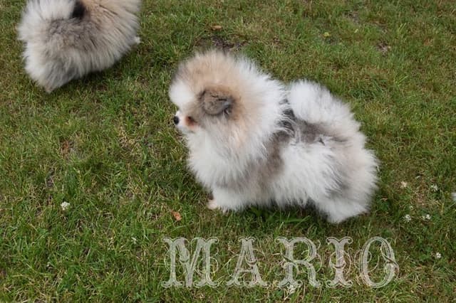 Pomeranian Puppies media 12