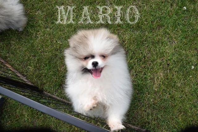 Pomeranian Puppies media 13