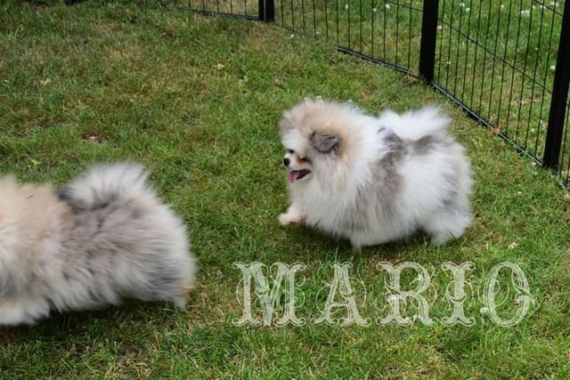 Pomeranian Puppies media 14