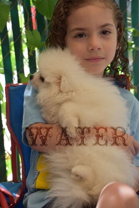 Pomeranian Puppies media 16