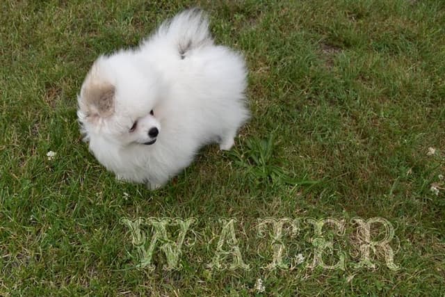 Pomeranian Puppies media 19