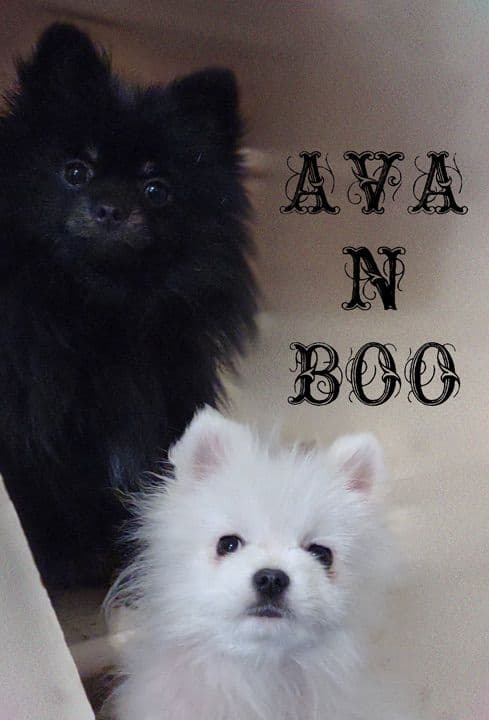 Pomeranian Puppies media 20