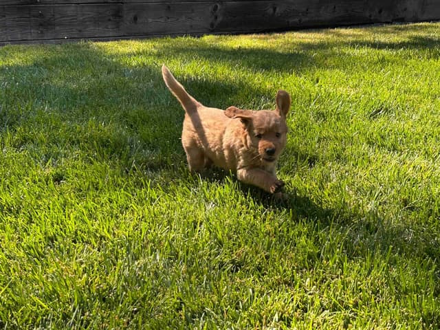 AKC Golden Retriever Puppies media 2