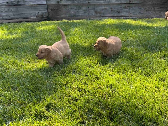 AKC Golden Retriever Puppies media 3