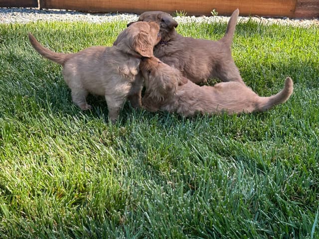 AKC Golden Retriever Puppies media 4
