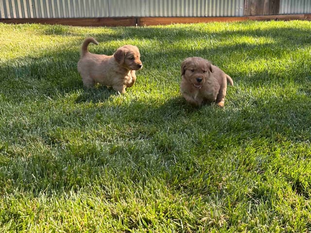 AKC Golden Retriever Puppies media 5