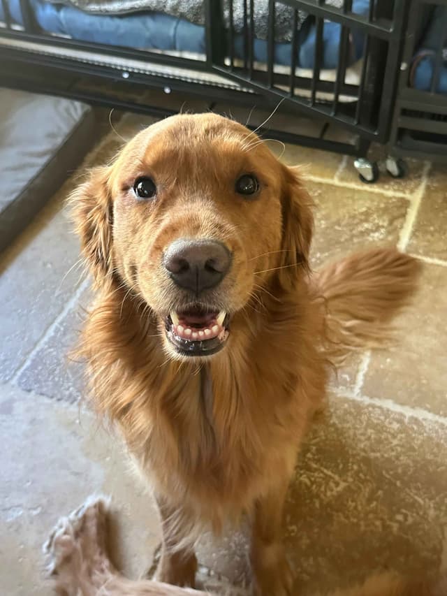 AKC Golden Retriever Puppies media 8
