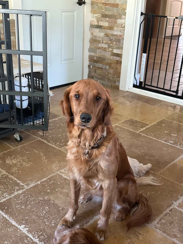 AKC Golden Retriever Puppies media 9