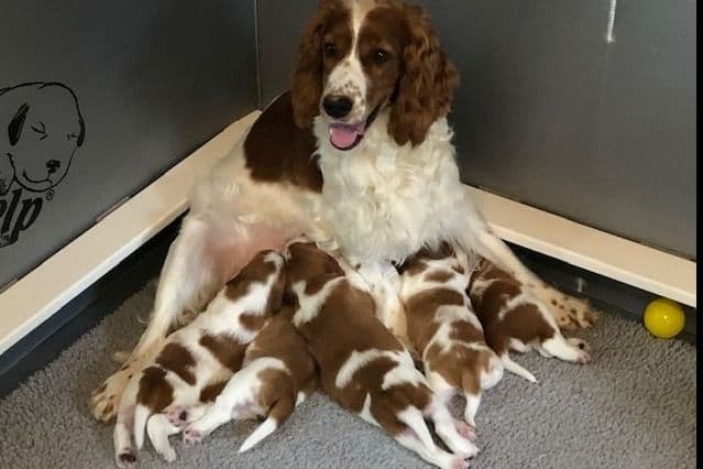 Welsh Springer Spaniel Puppies breeder image 2