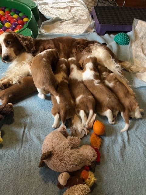Welsh Springer Spaniel Puppies media 2