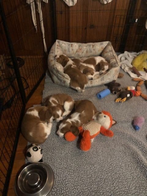 Welsh Springer Spaniel Puppies media 4