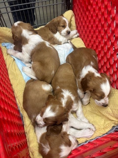 Welsh Springer Spaniel Puppies media 6
