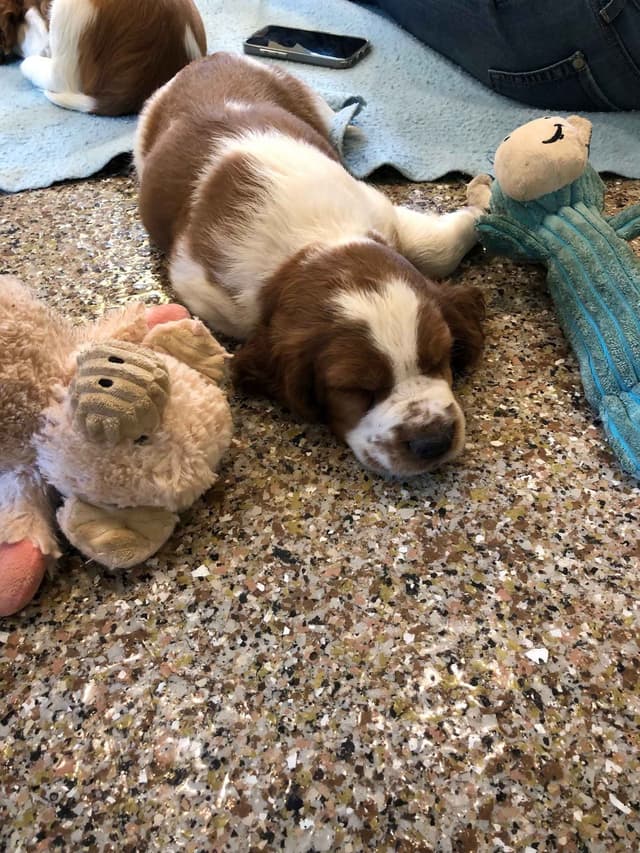 Welsh Springer Spaniel Puppies media 3