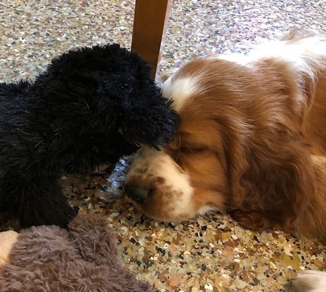Welsh Springer Spaniel Puppies media 4