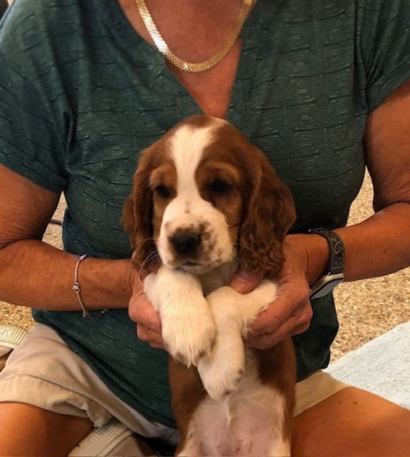 Welsh Springer Spaniel Puppies media 5