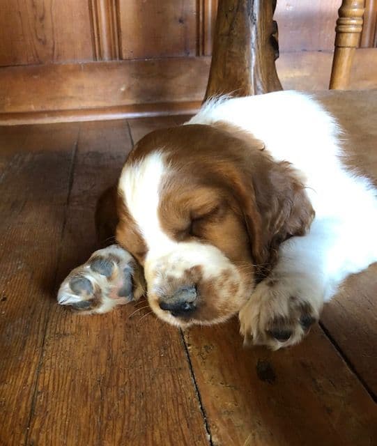 Welsh Springer Spaniel Puppies media 6