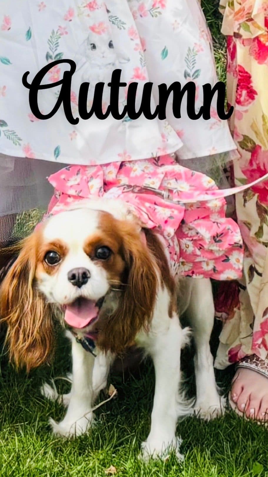 Cavalier King Charles Spaniel Puppies breeder image 1