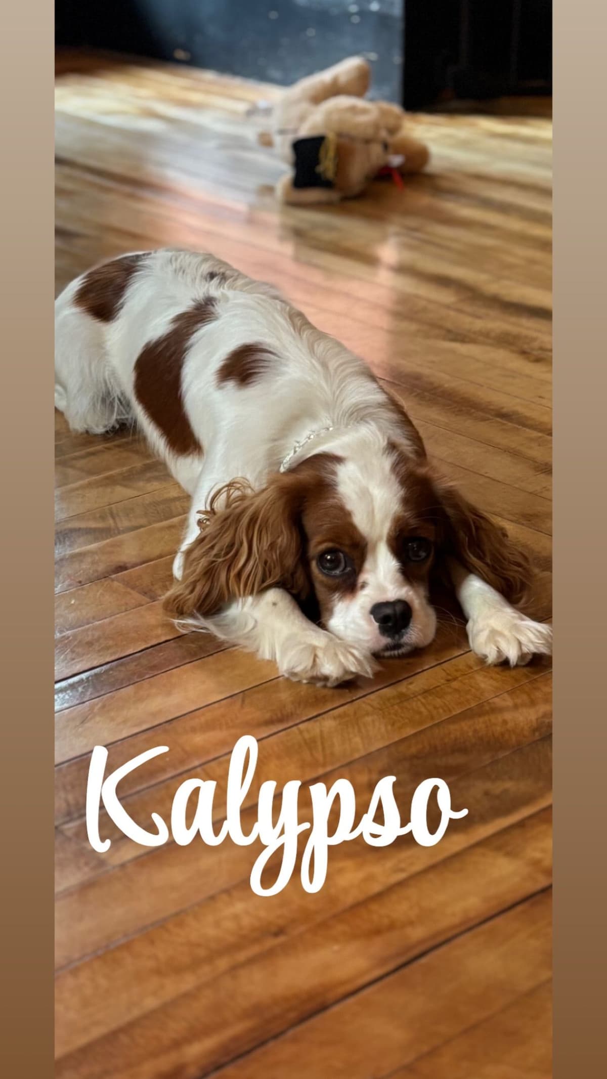 Cavalier King Charles Spaniel Puppies breeder image 2
