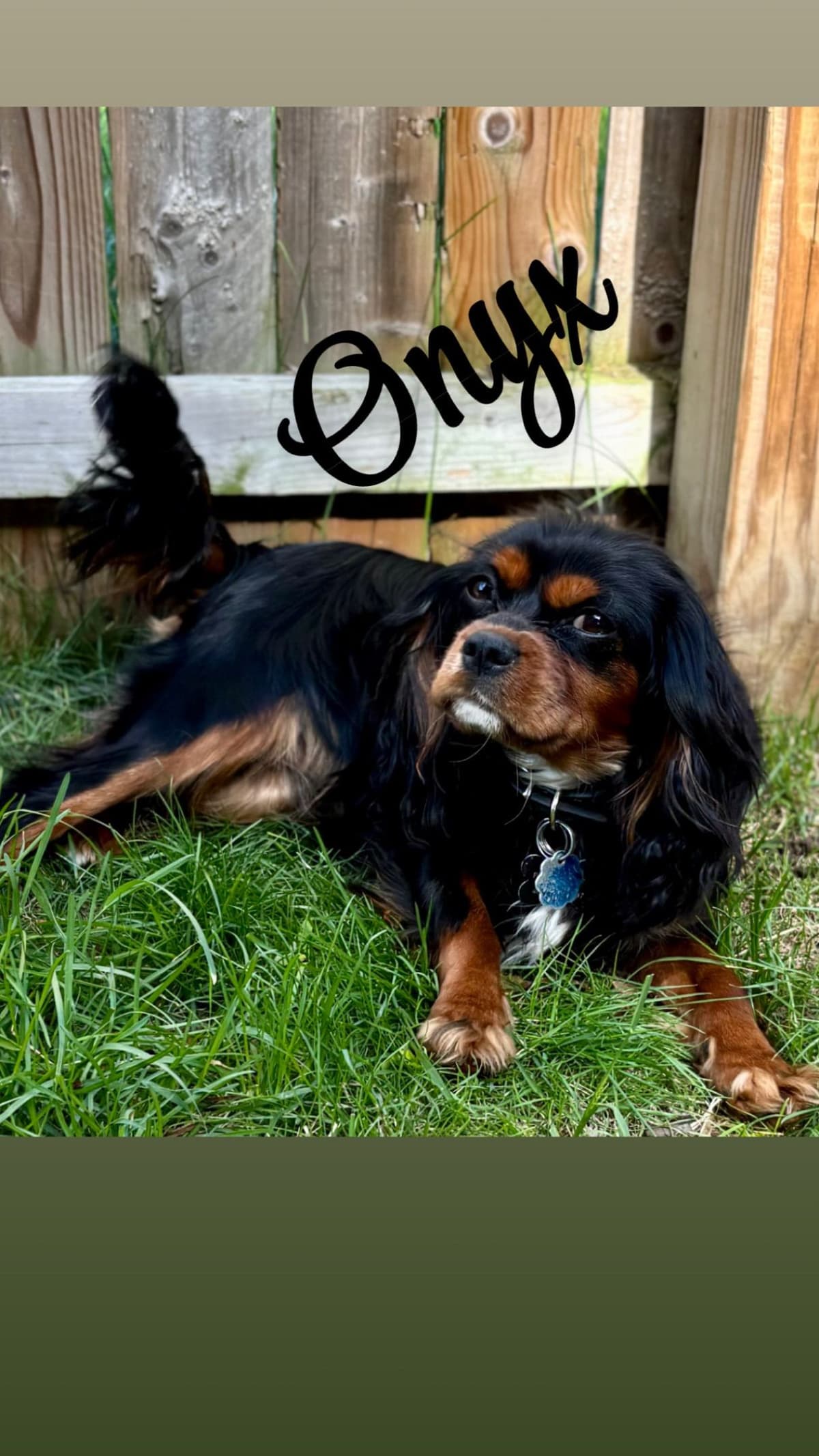 Cavalier King Charles Spaniel Puppies breeder image 4
