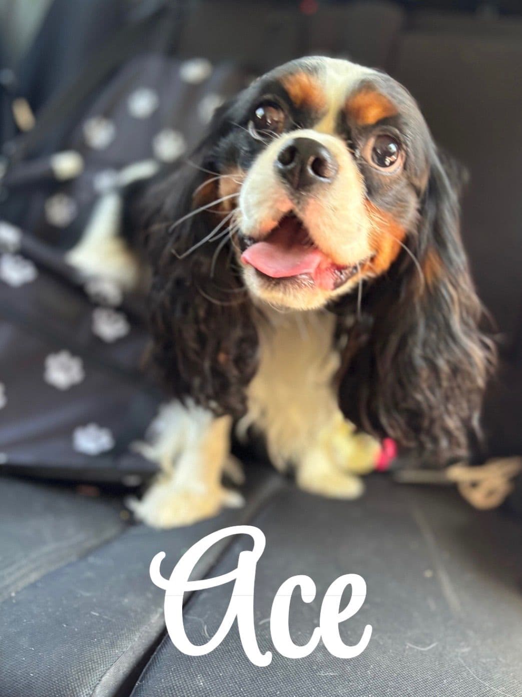 Cavalier King Charles Spaniel Puppies breeder image 5