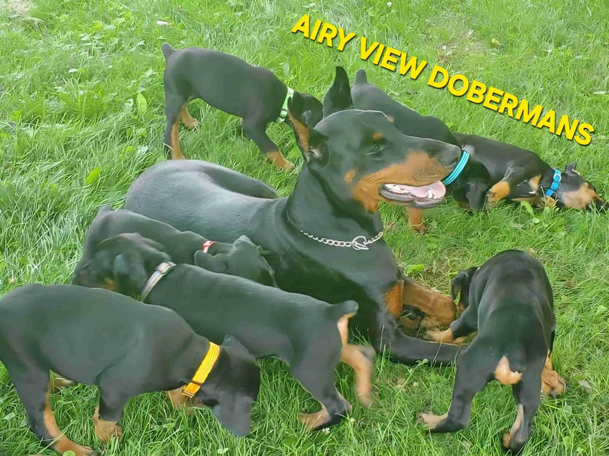AKC European Doberman Pinscher Puppies breeder image 2