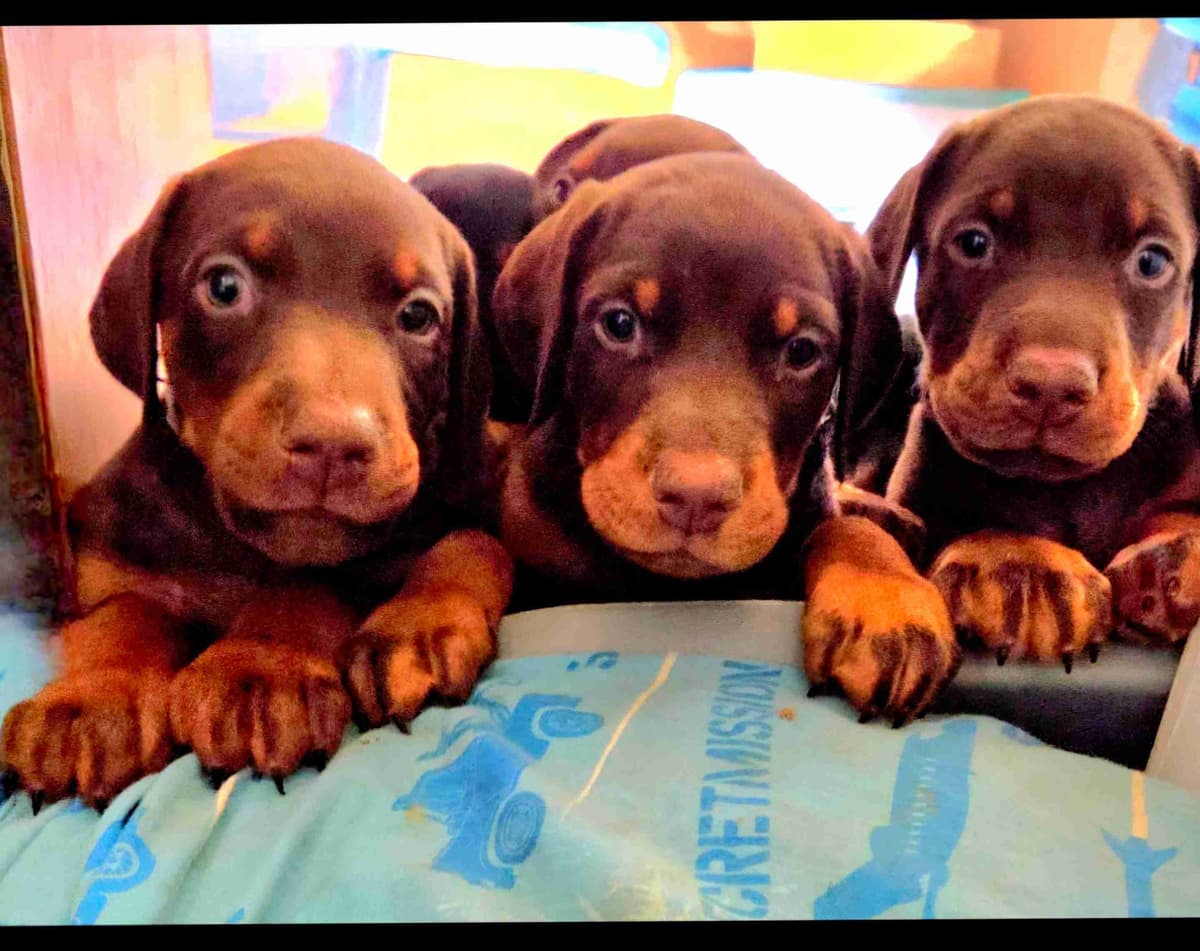 AKC European Doberman Pinscher Puppies breeder image 6