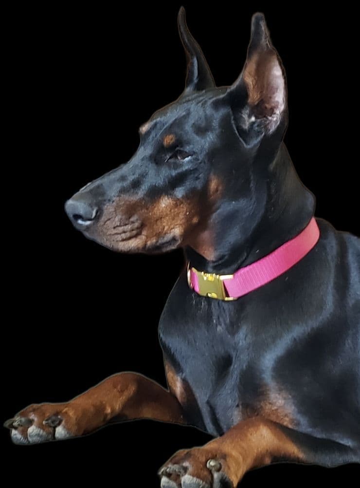 AKC European Doberman Pinscher Puppies breeder image 4