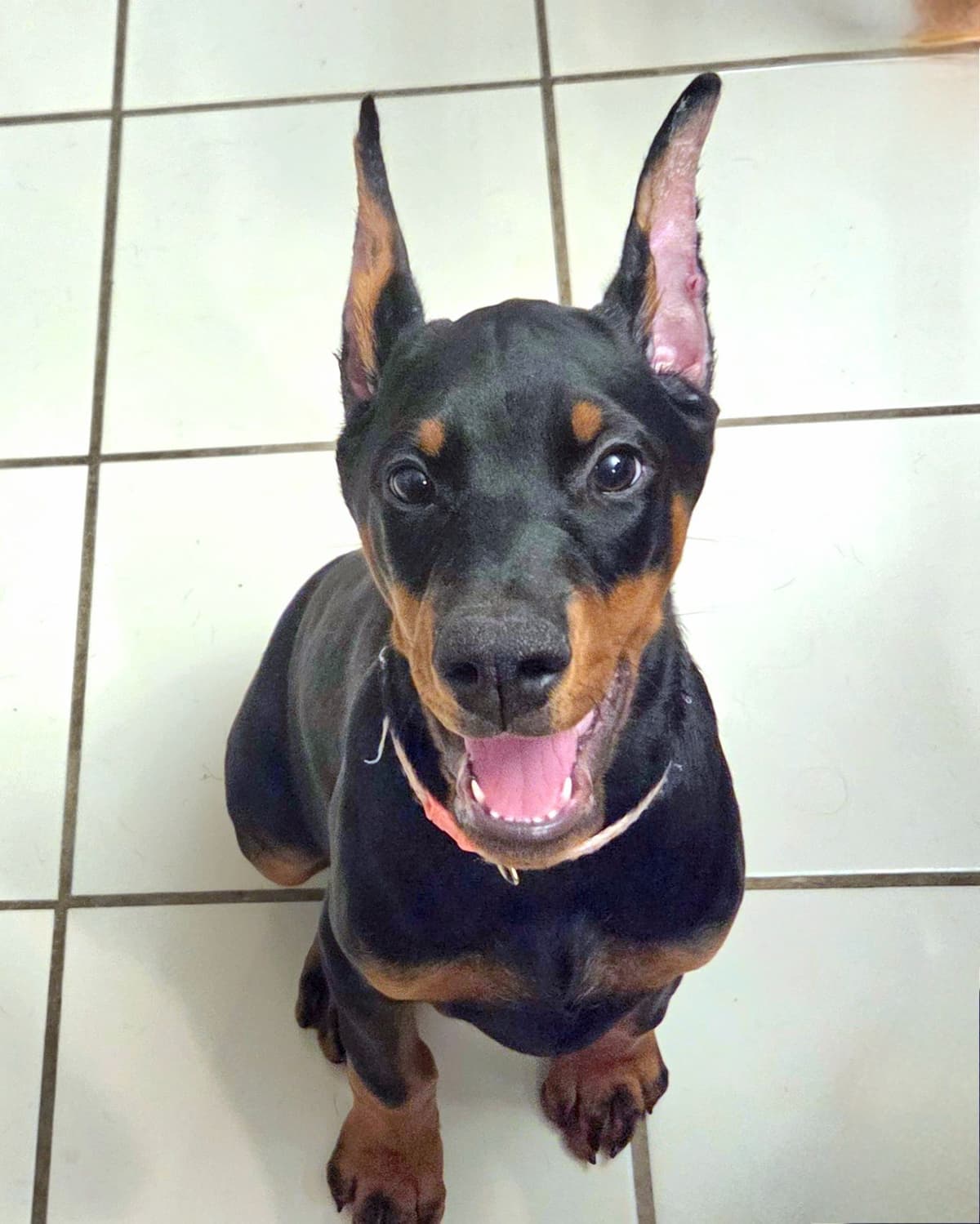 AKC European Doberman Pinscher Puppies breeder image 10
