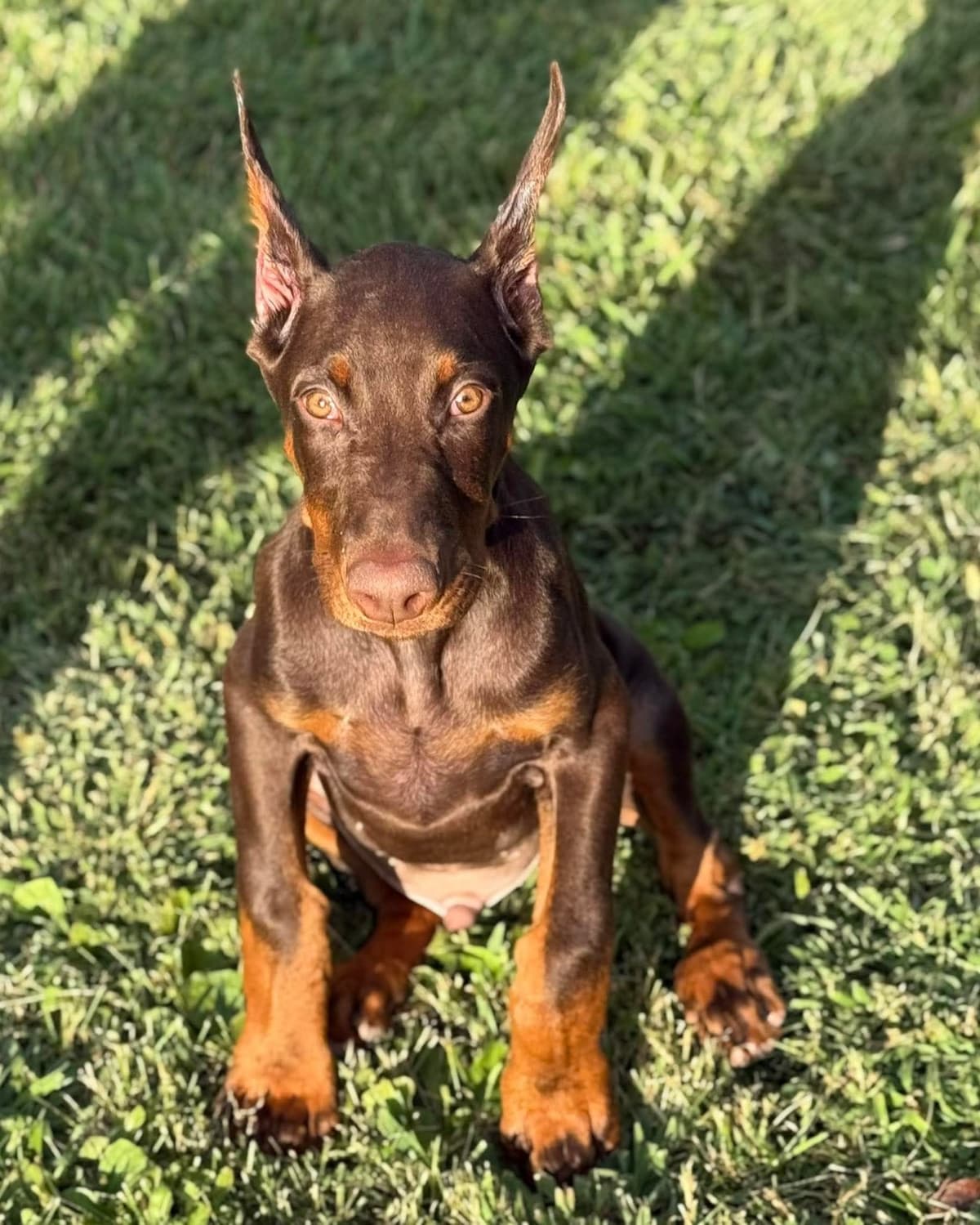 AKC European Doberman Pinscher Puppies breeder image 9