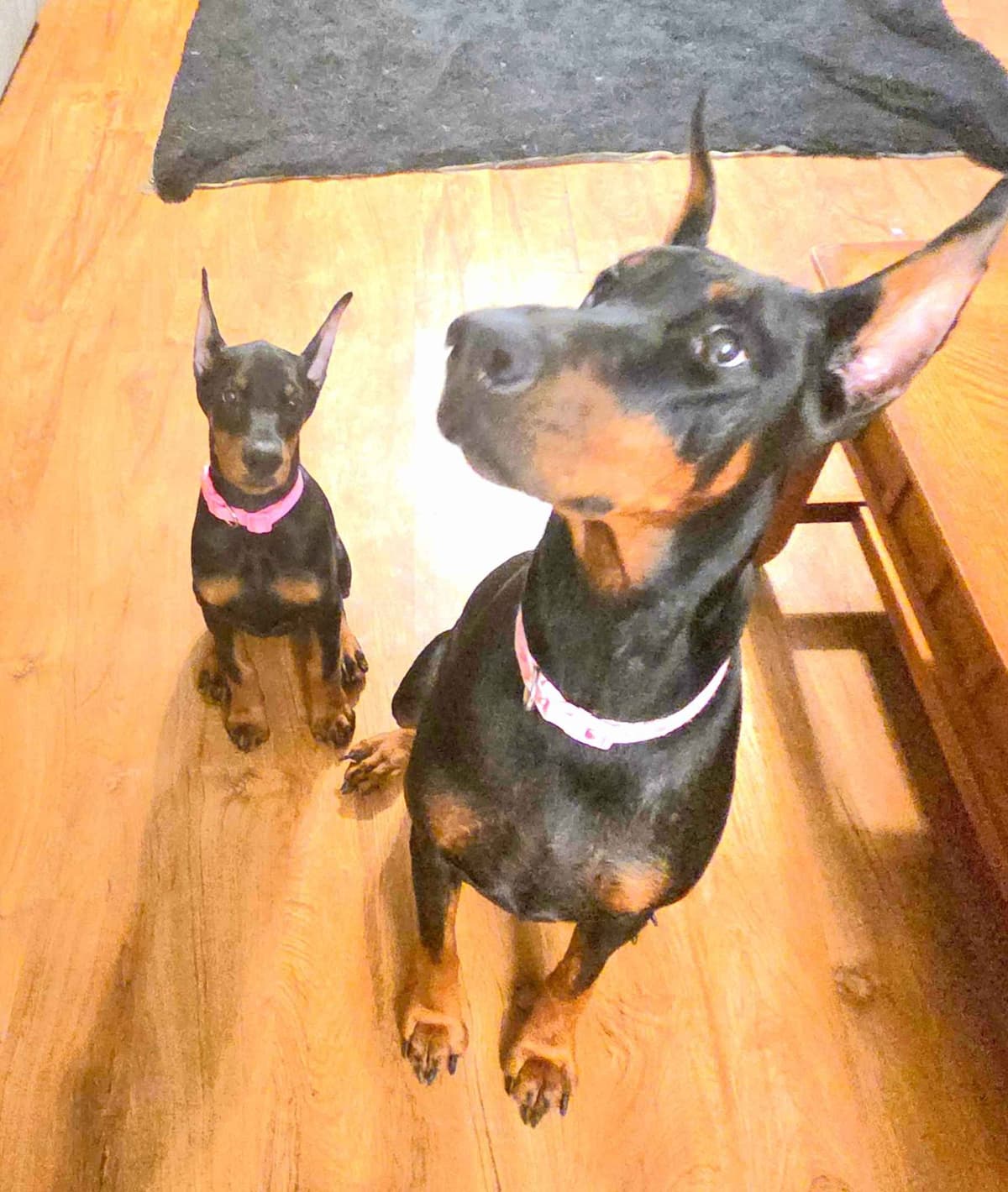 AKC European Doberman Pinscher Puppies breeder image 11