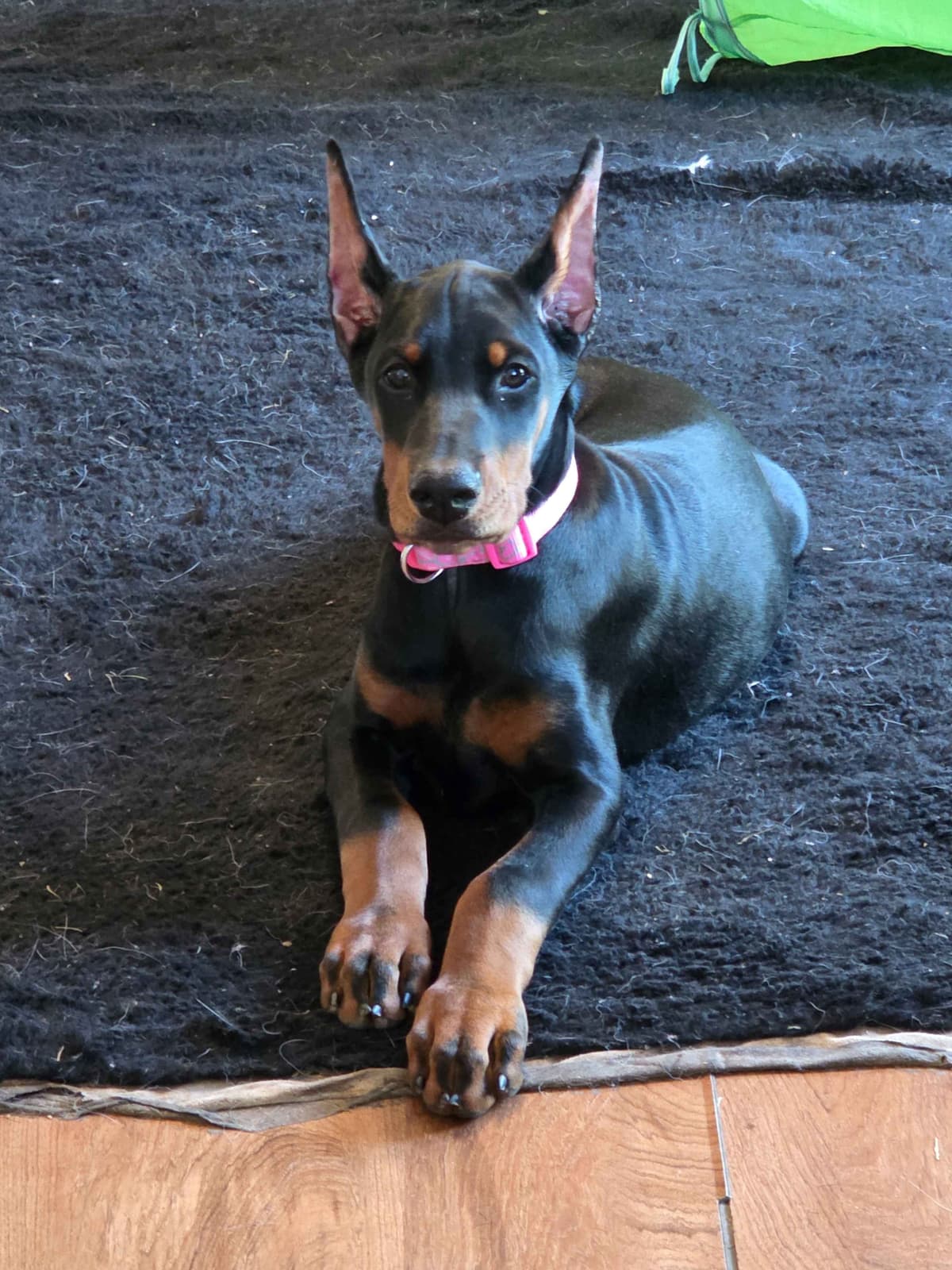 AKC European Doberman Pinscher Puppies breeder image 12