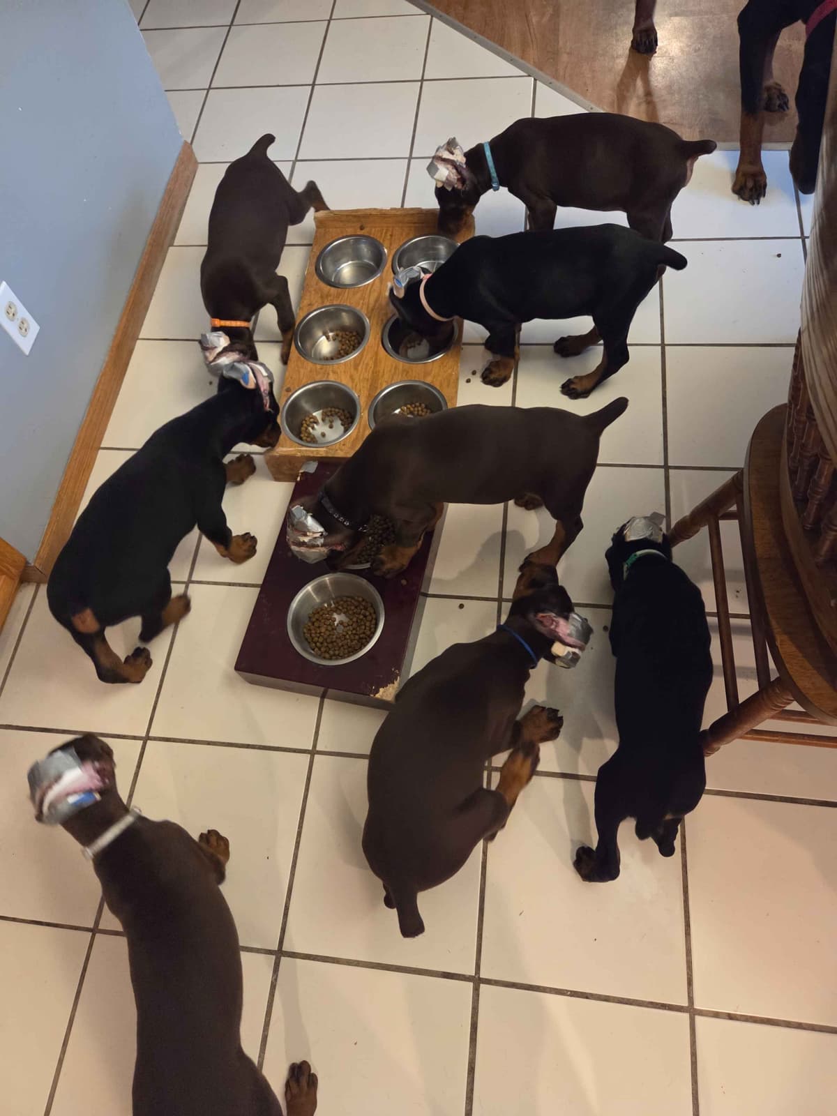 AKC European Doberman Pinscher Puppies breeder image 13