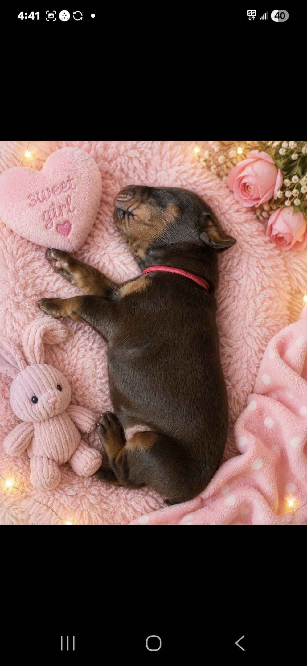 AKC European Doberman Pinscher Puppies breeder image 17