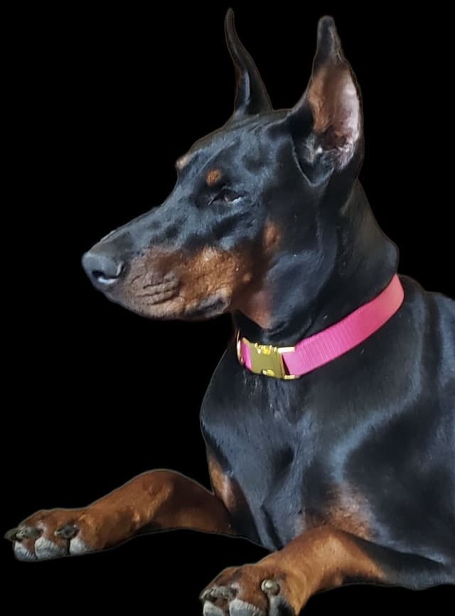 AKC European Doberman Pinscher Puppies media 3