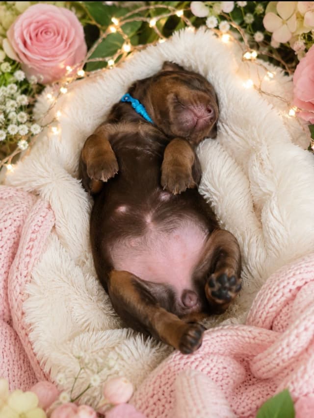 AKC European Doberman Pinscher Puppies media 5