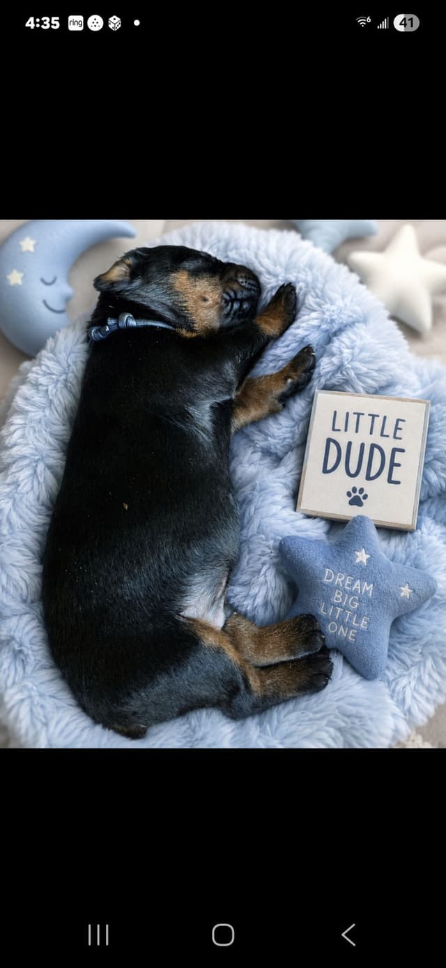 AKC European Doberman Pinscher Puppies media 10