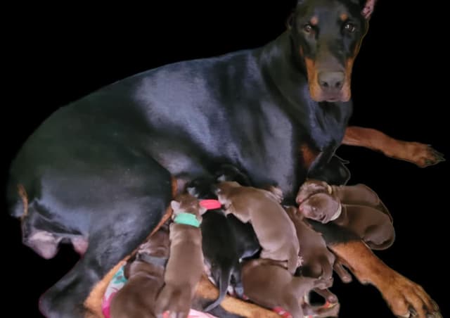 AKC European Doberman Pinscher Puppies media 12
