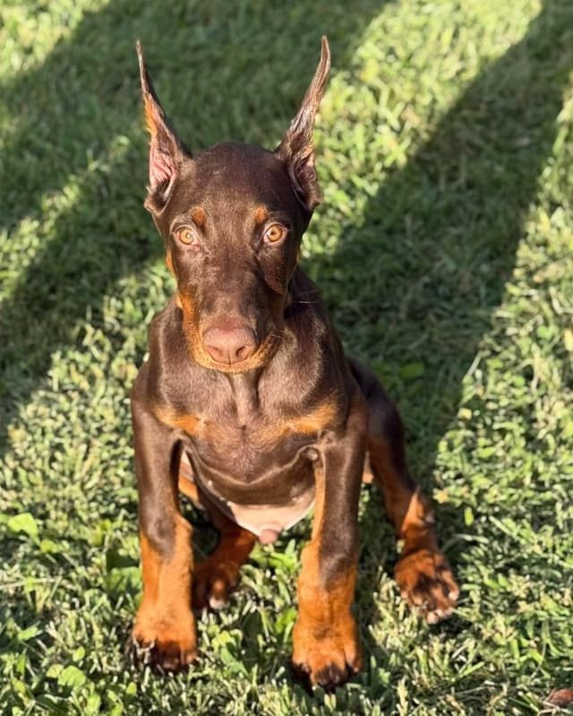 AKC European Doberman Pinscher Puppies media 13