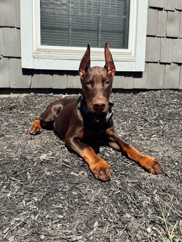 AKC European Doberman Pinscher Puppies media 14