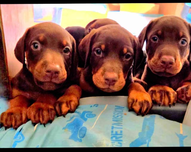 AKC European Doberman Pinscher Puppies media 17