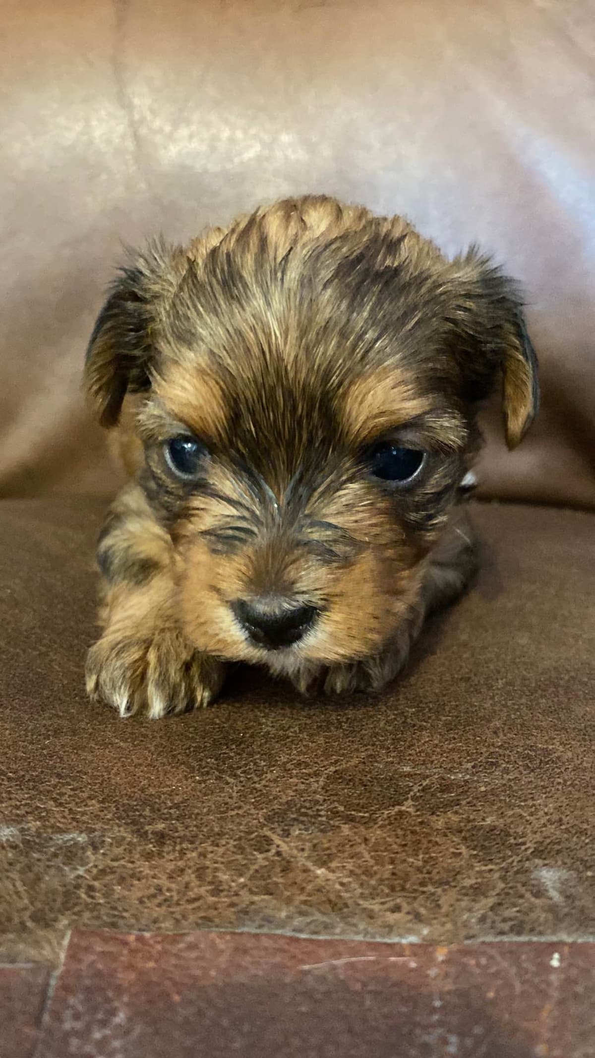 Yorkshire Terrier Puppies breeder image 1