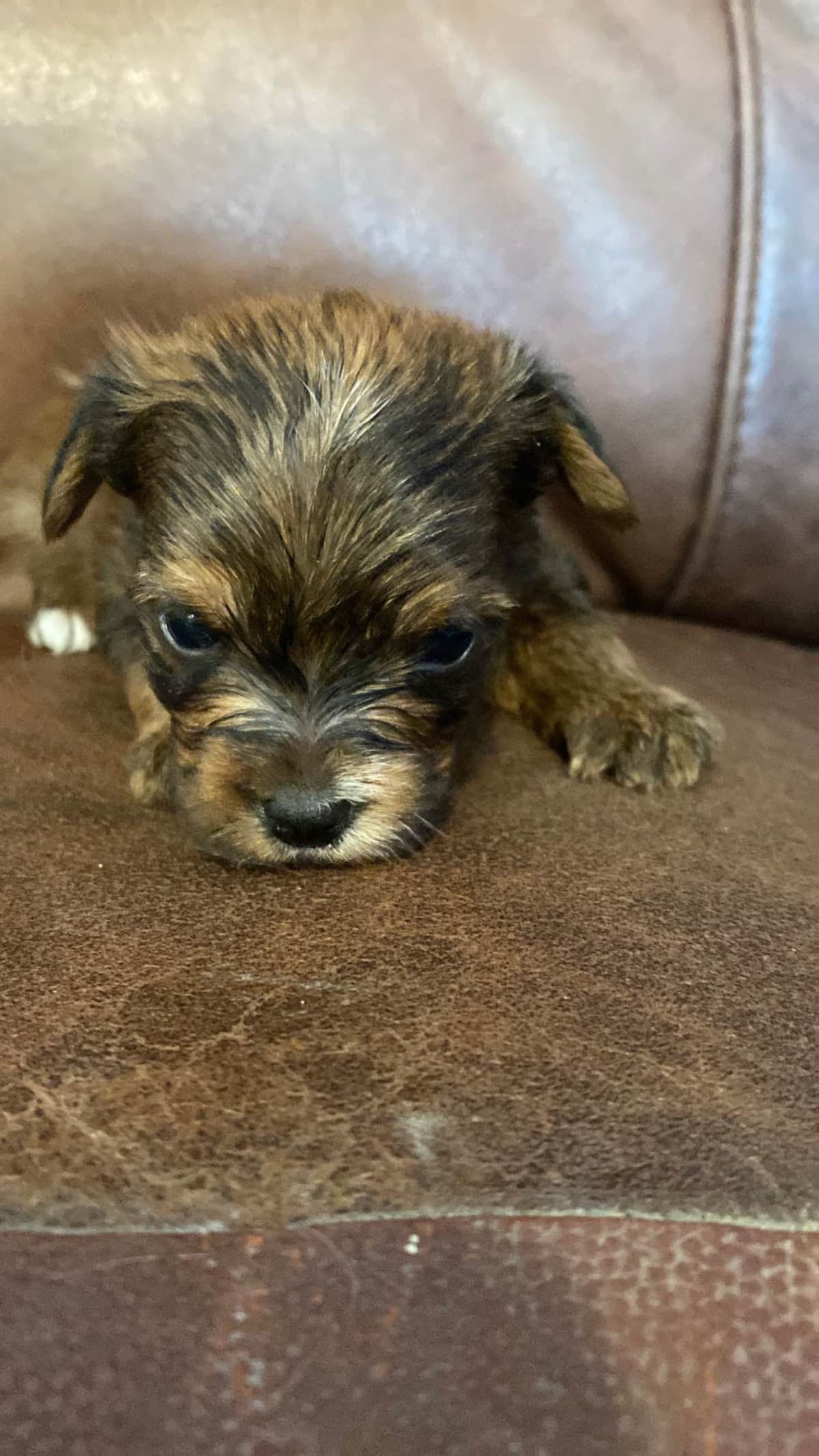 Yorkshire Terrier Puppies breeder image 2