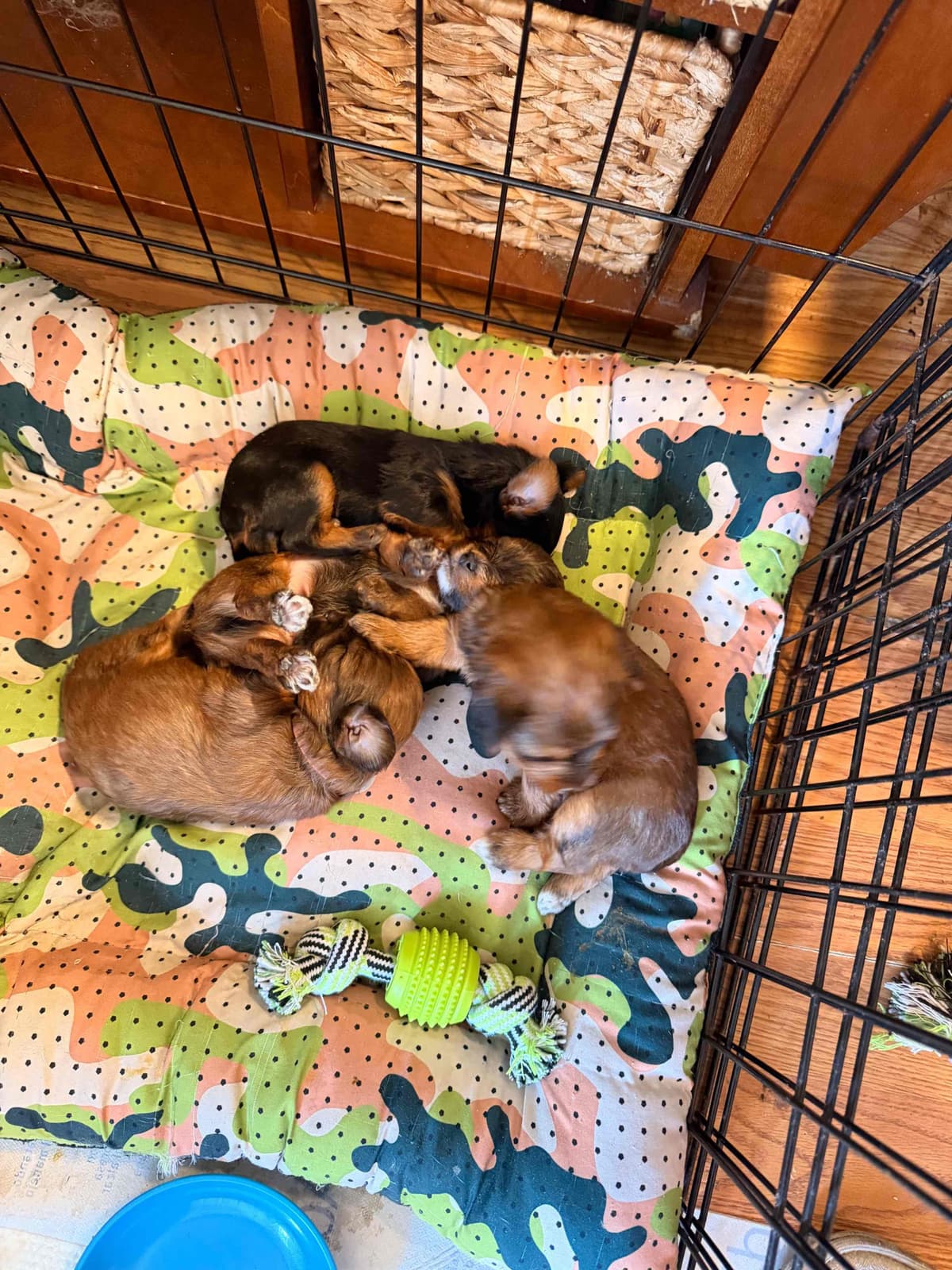 Yorkshire Terrier Puppies breeder image 3