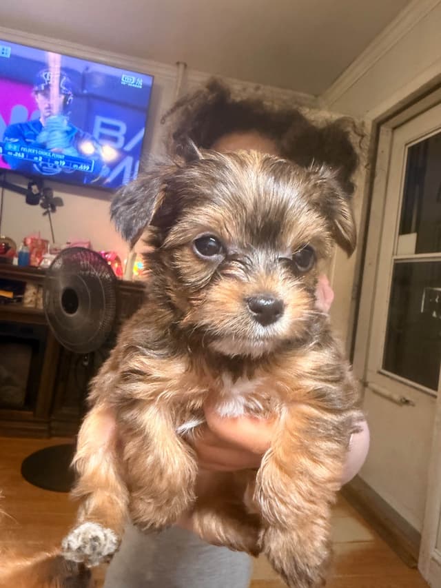 Yorkshire Terrier Puppies media 3
