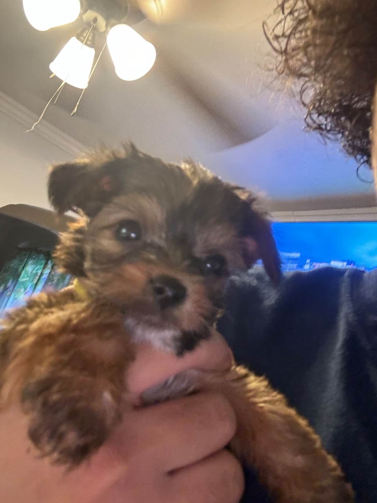 Yorkshire Terrier Puppies breeder image 4