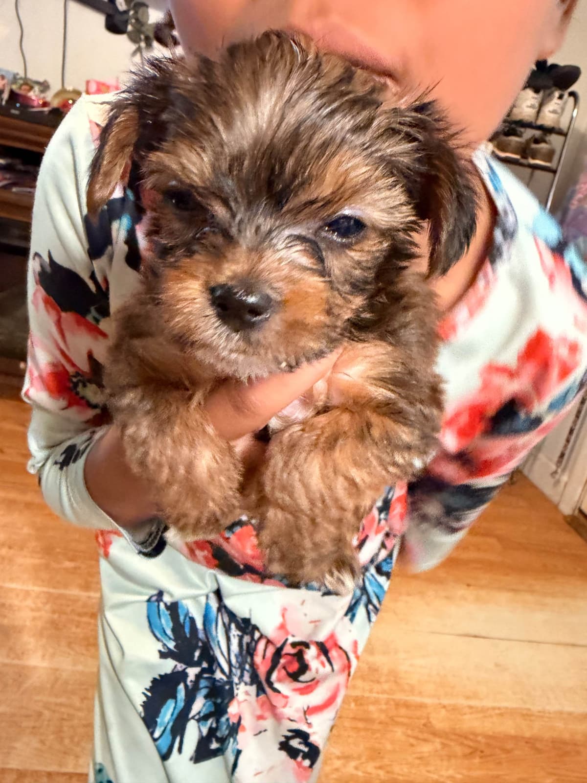 Yorkshire Terrier Puppies breeder image 5