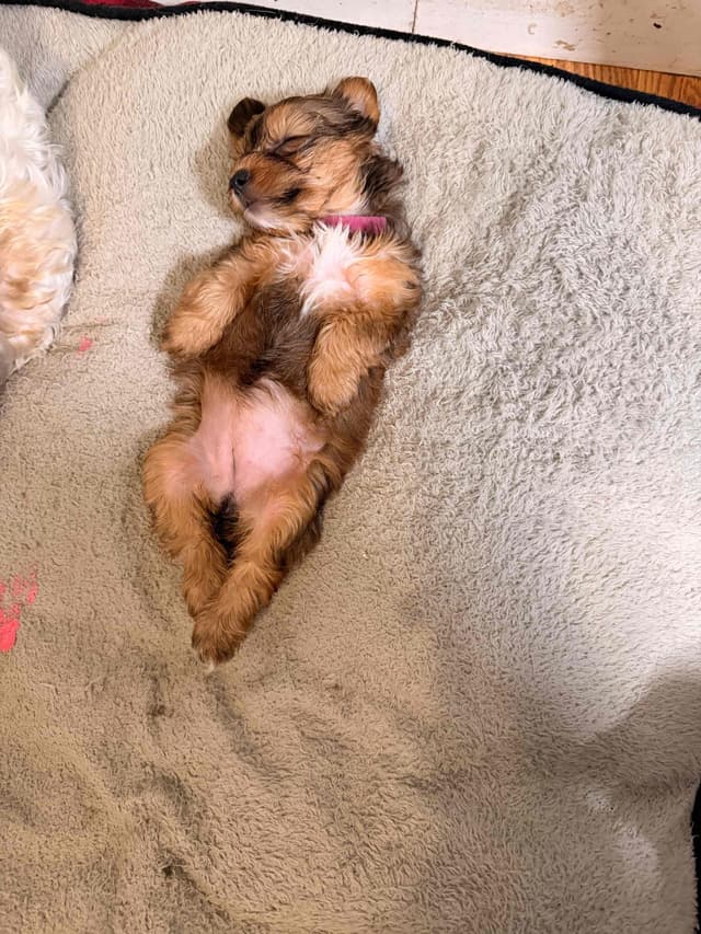 Yorkshire Terrier Puppies media 5