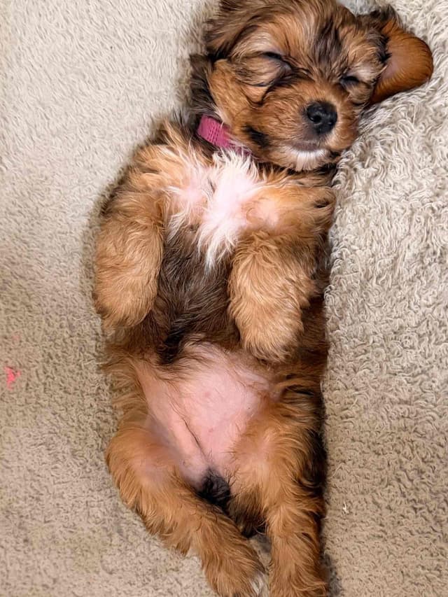 Yorkshire Terrier Puppies media 4